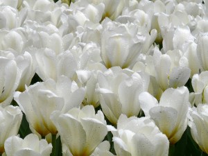 White Tulips