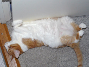 Nik-belly
