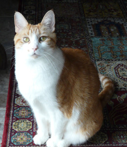 nikportrait